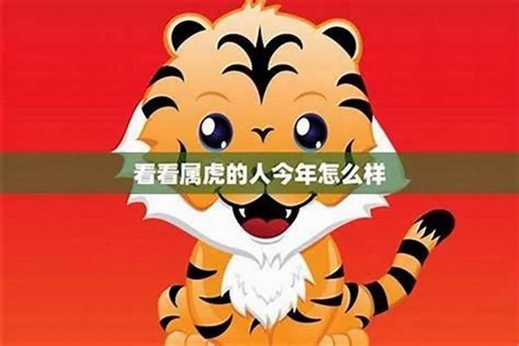 今年生肖虎的运势
