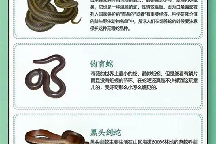 二月初二龙抬头出生的属蛇