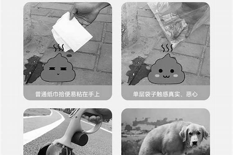 梦见漂亮的房子里捡狗屎