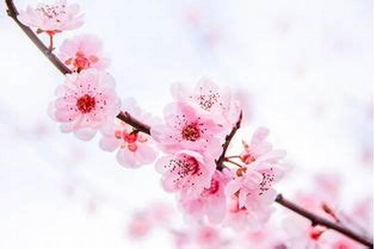 桃花煞之后会怎么样？