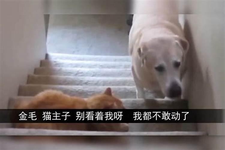 与狗狗八字不合