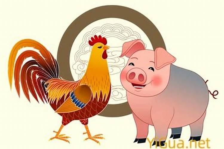 属鸡和属猪的合不合