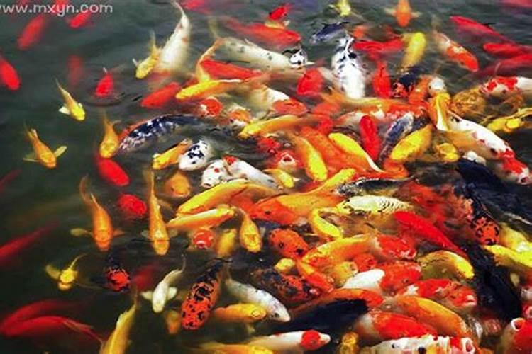 梦见很多鱼在水里游是什么征兆啊？