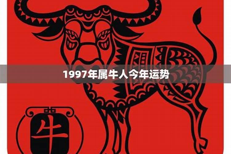 97年属牛今年的运势