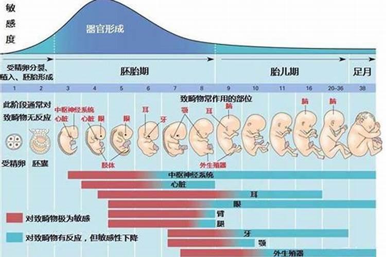 十月初一受孕几月生？