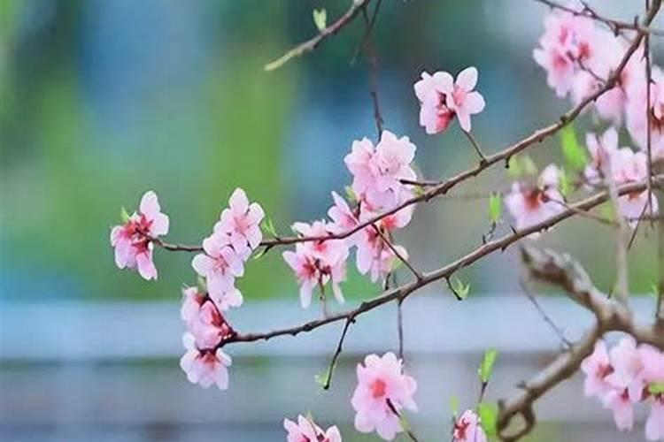 招桃花很灵的方法