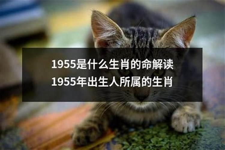 1955是什么命？