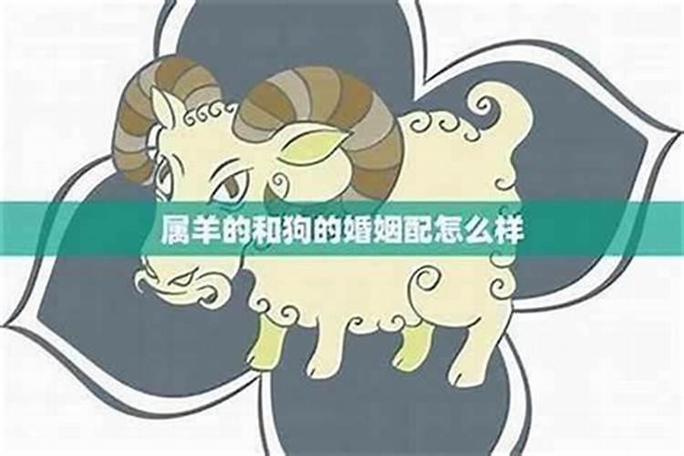 属羊和属狗合婚吗？