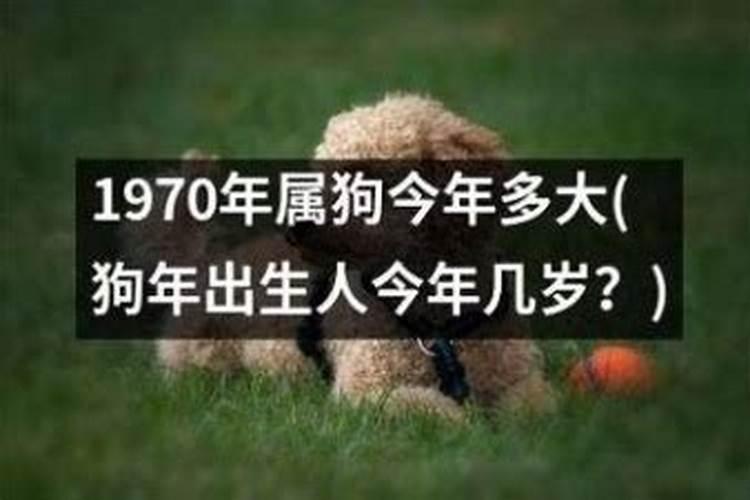 1970属狗人今年运势