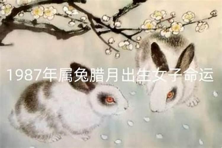 腊月酉时兔女的运气