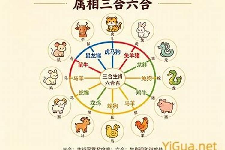属马的和什么合婚？