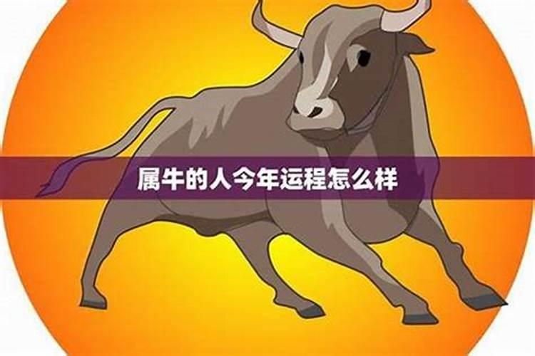 12月属牛运程怎么样？