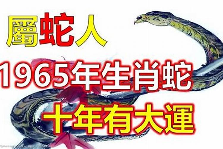 1965年蛇是什么命？