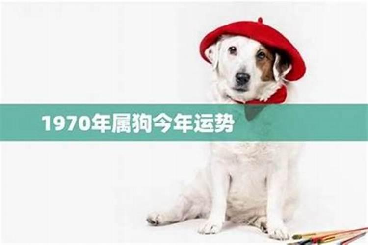 1970的狗今年运势怎样？