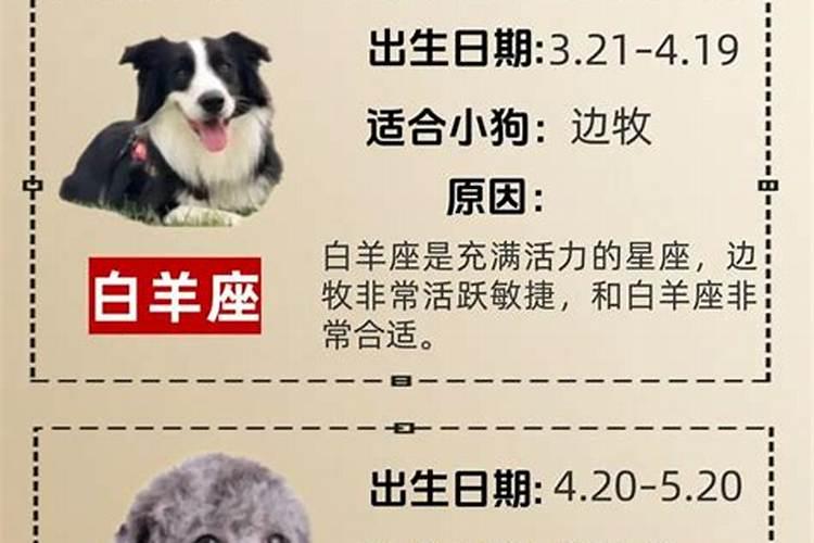 属狗的人性格