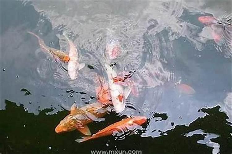 梦见好多金色鱼在水里？