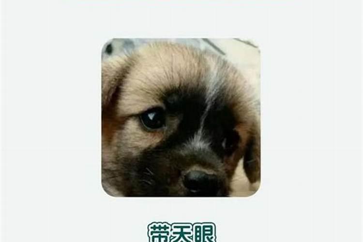 狗狗来家里什么预兆？