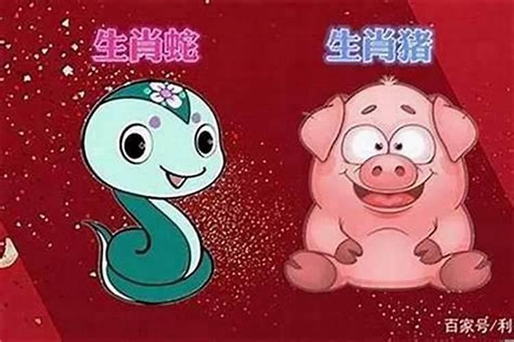 属蛇和属猪的合婚吗？