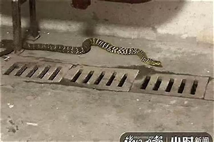 梦见蛇进家门被我堵住了没进来