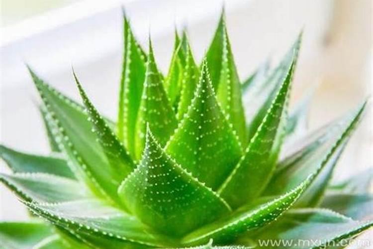 梦见很大的芦荟是什么意思？