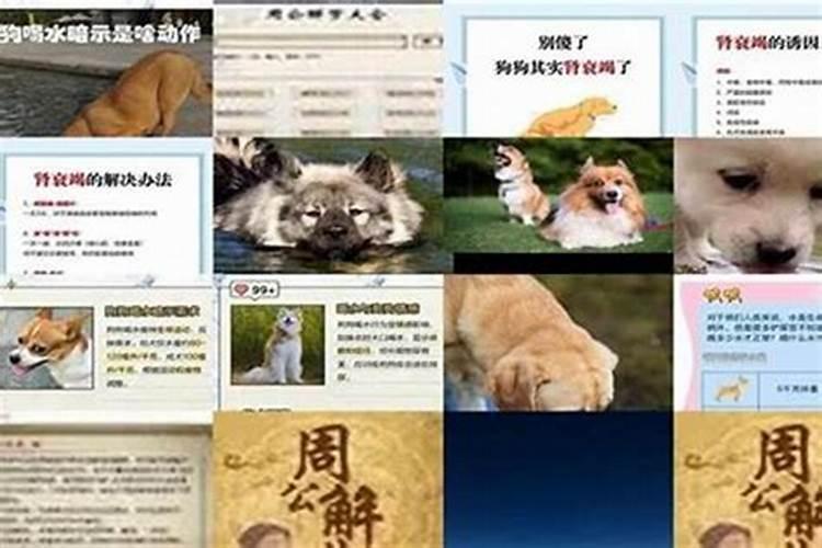 梦见狗死了是什么意思周公解梦？