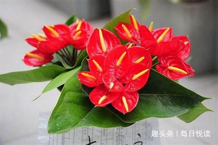 鸿运财神花