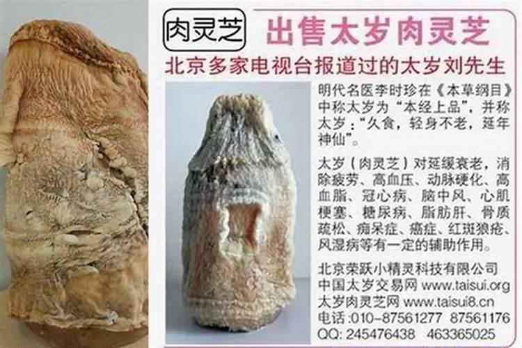 太岁肉灵芝的功效和作用