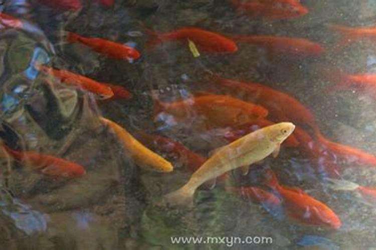 梦见水里有许多鱼在游？