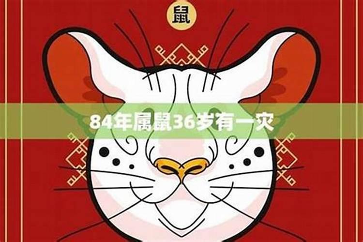 老鼠今年本命年运势