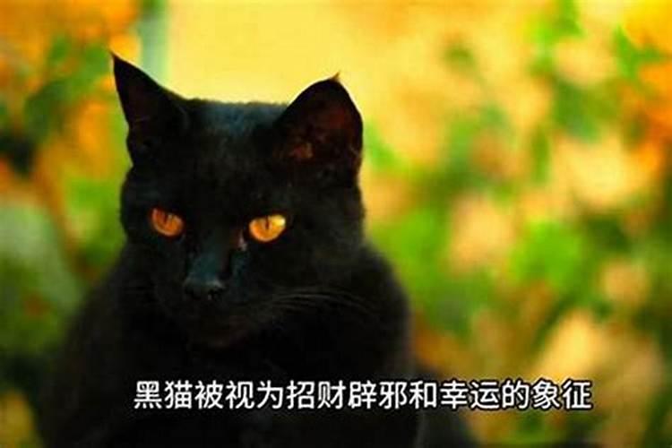 梦见猫死是什么兆头？