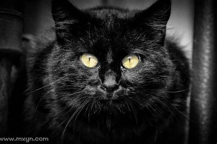 梦见黑猫跟自己很亲近