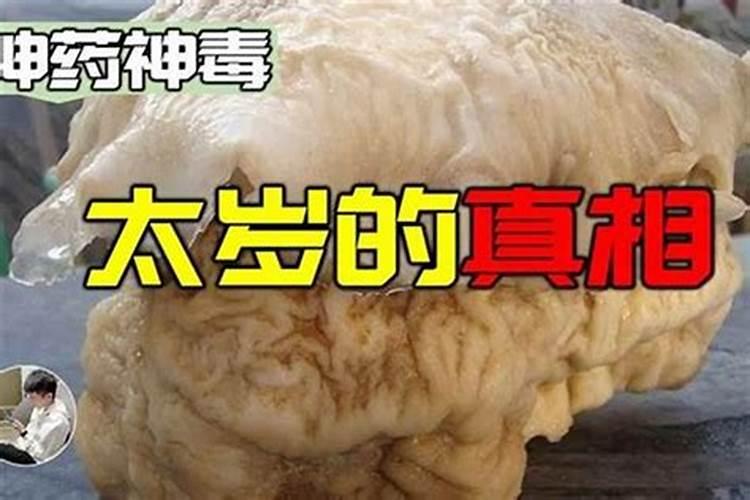 太岁到底是什么动物还是植物呢？