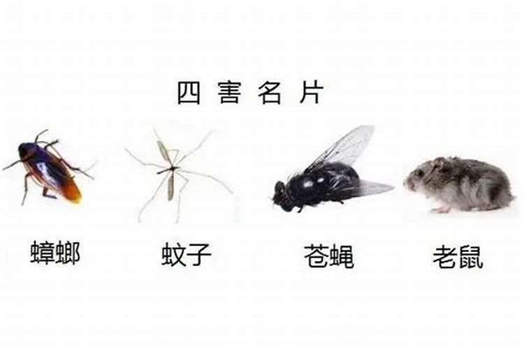 算命婚姻四害相冲指哪四害？