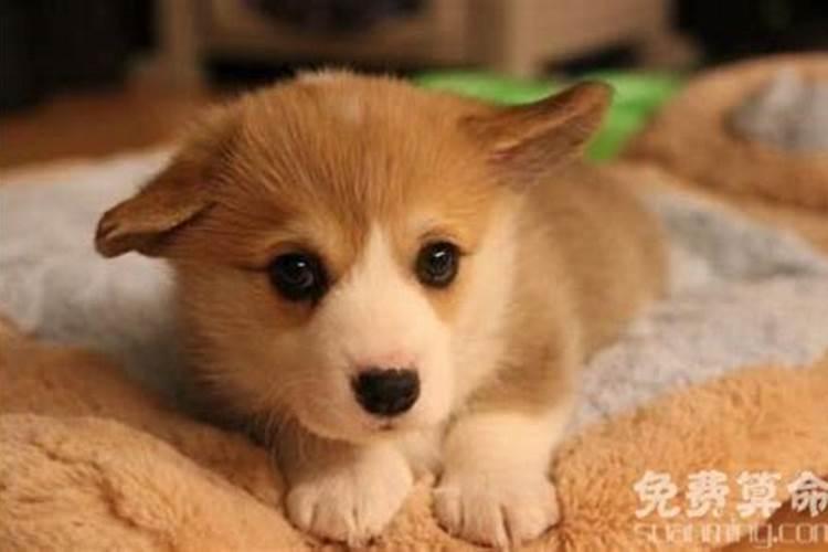 冬至出生的狗年女宝