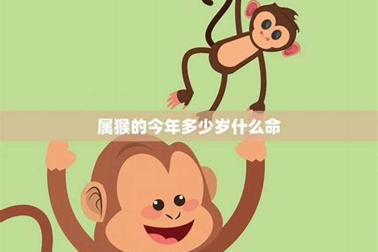 2025年的猴是什么命？
