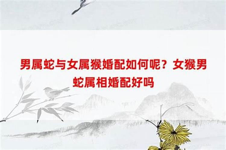 男女属相猴婚配好吗？