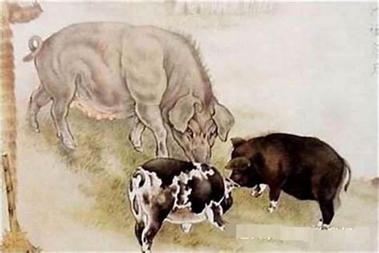 属相猪与男鸡婚配如何化解？