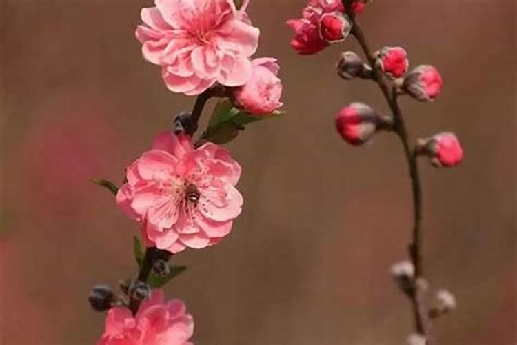 怎样提高桃花运和财运？
