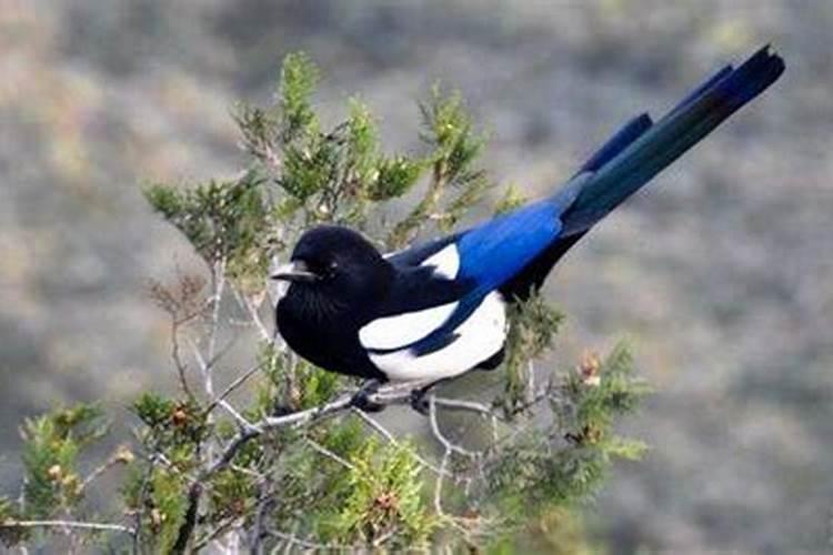 喜鹊到家里什么预兆？