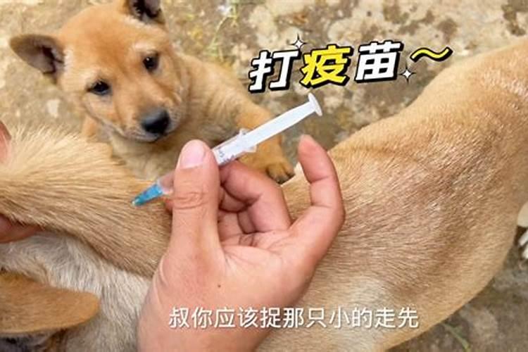 梦见狗狗想跟我回家