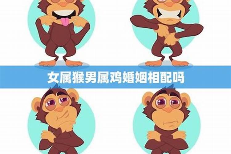 鸡女男猴合婚吗？