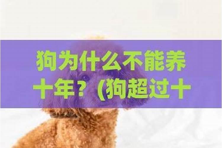养狗狗死了是主人运势不好吗？