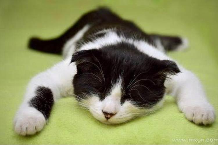 梦见死猫是什么预兆周公解梦？
