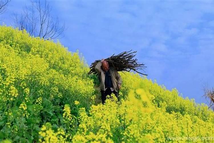 梦见背柴是什么兆头？