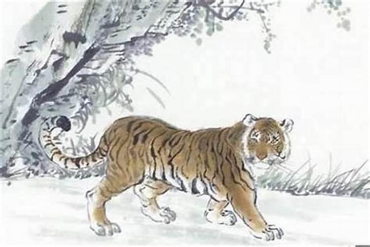 属虎的如何提高财运？