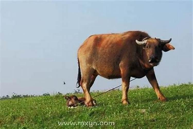 梦见牛挡道什么意思？