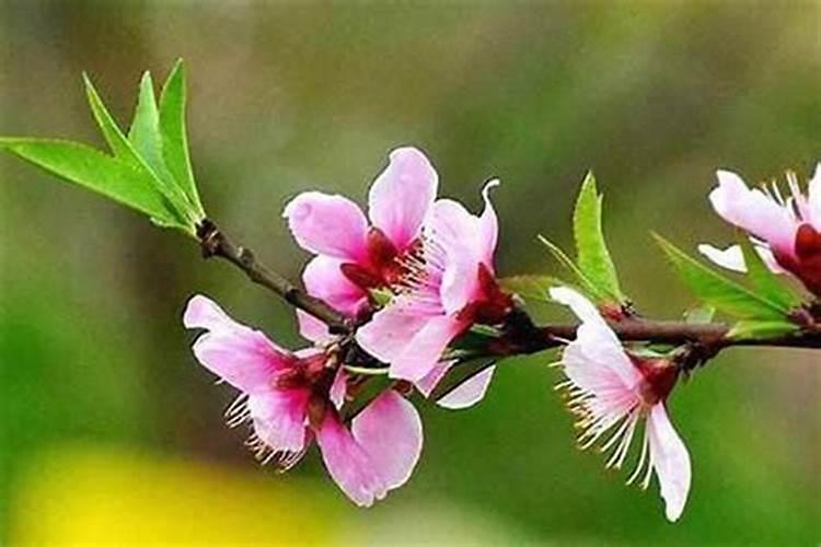 防小三斩烂桃花戴什么？