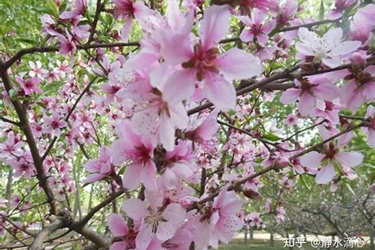 怎么看桃花位？
