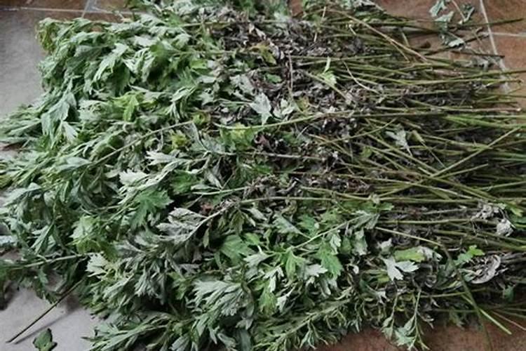 端午节艾草要放在哪里？