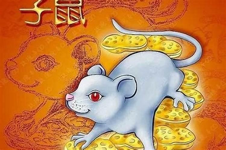 今年属鼠感情运势